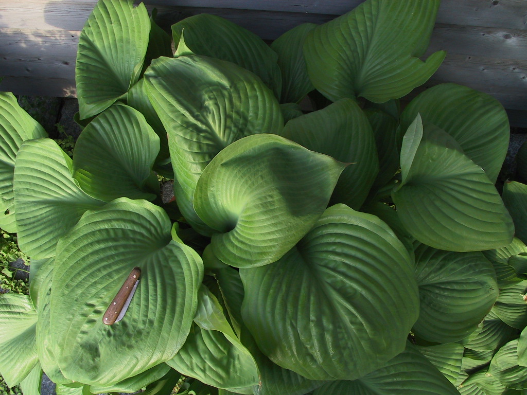 Hosta Hybride Sum and Substance 07.jpg
